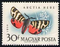 Skap-hungary_10_bfly-moth.jpg-crop-206x161at165-50.jpg