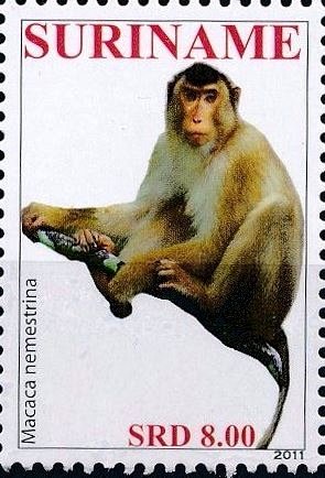 Colnect-4074-932-Macaca-nemestrina.jpg