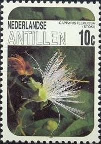 Colnect-954-082-Capparis-flexuosa.jpg
