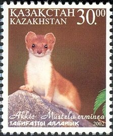 Colnect-2687-605-Stoat-Mustela-erminea.jpg