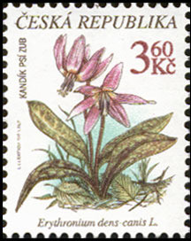 Colnect-436-262-Kand-iacute-k-ps-iacute--zub-ERYTHRONIUM-DENS-CANIS-L.jpg