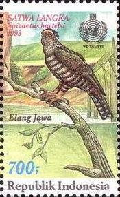 Colnect-1141-724-Javan-Hawk-Eagle-Spiza%C3%ABtus-bartelsi-.jpg