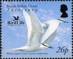 Colnect-1425-654-Black-naped-Tern-Sterna-sumatrana.jpg