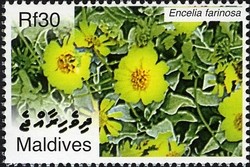 Colnect-2362-938-Encelia-farinosa.jpg