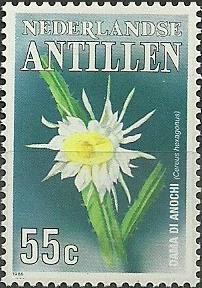 Colnect-958-785-Cereus-hexagonus.jpg
