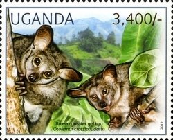 Colnect-1716-911-Brown-Greater-Galago-Otolemur-crassicaudatus.jpg