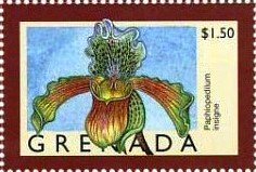 Colnect-4581-427-Paphiopedilum-insigne.jpg