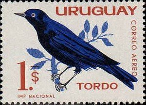 Colnect-491-710-Glossy-Cowbird-Molothrus-bonariensis.jpg