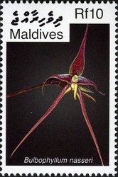Colnect-2362-928-Bulbophyllum-nasseri.jpg