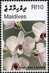 Colnect-2362-920-Dendrobium-bigibumm.jpg