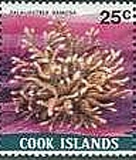 Colnect-2221-713-Finger-Coral-Palauastrea-ramosa.jpg