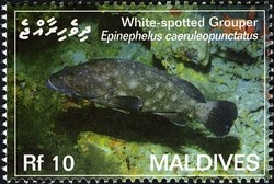 Colnect-2362-905-White-spotted-Grouper-Epinephelus-caeruleopunctatus.jpg