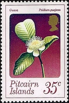 Colnect-2422-156-Psidium-guajava.jpg