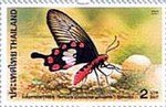 Colnect-418-790-Common-Rose-Pachliopta-aristolochiae-ssp-goniopeltis.jpg