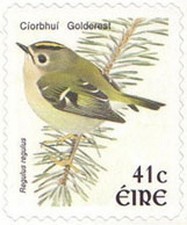 Colnect-617-133-Goldcrest-Regulus-regulus.jpg
