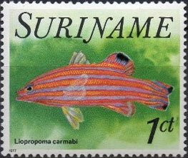 Colnect-2637-349-Candy-Basslet-Liopropoma-carmabi.jpg