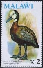 Colnect-1732-823-White-faced-Whistling-Duck-Dendrocygna-viduata.jpg