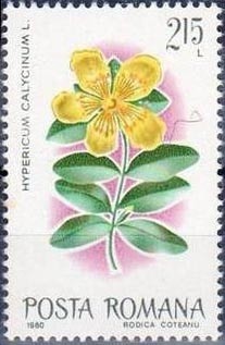 Colnect-741-343-Aaron--s-Beard---St-Johnswort-Hypericum-calycinum.jpg