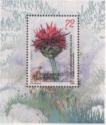 Colnect-5744-955-Centaurea-grbavacensis.jpg