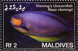 Colnect-2362-904-Vlaming--s-Unicornfish-Naso-vlamingii.jpg