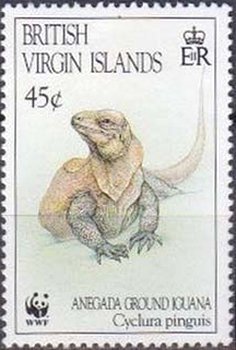 Colnect-3077-166-Anegada-Ground-Iguana-Cyclura-pinguis.jpg