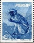 Colnect-2909-487-Guenon.jpg