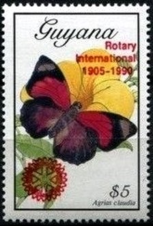 Colnect-3014-621-Claudina-Agrias-Agrias-claudina.jpg