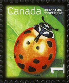 Colnect-767-255-Convergent-Lady-Beetle-Hippodamia-convergens.jpg
