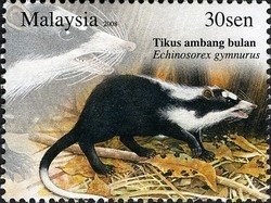Colnect-1437-420-Moonrat-Echinosorex-gymnurus-.jpg