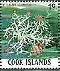 Colnect-2220-779-Coral-Stylaster-echinatus.jpg