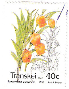 Colnect-2802-779-Flowers-Sandersonia-aurantiaca.jpg