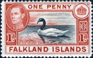 Colnect-489-932-Black-necked-Swan-Cygnus-melanocoryphus.jpg