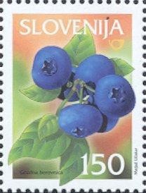 Colnect-699-053-Bilberry-Vaccinium-myrtillus-L.jpg