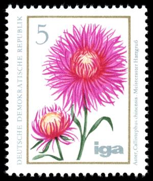 Colnect-1979-769-Summer-aster.jpg