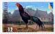 Colnect-418-788-Pradue-Hang-Dam-Gallus-gallus-domesticus-.jpg