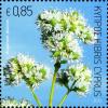 Colnect-1832-883-Origanum-dubium-oregano.jpg