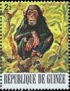 Colnect-3459-142-Chimpanzee-Pan-troglodytes.jpg