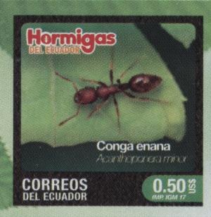 Colnect-4962-648-Acanthoponera-minor.jpg