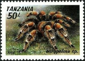 Colnect-5546-510-Tarantula-Eurypelma-sp.jpg