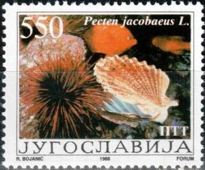 Colnect-5796-938-Mediterranean-Scallop-Pecten-jacobaeus.jpg