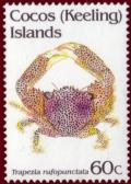 Colnect-1292-535-Rust-Spotted-Guard-Crab-Trapezia-rufopunctata.jpg