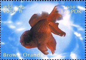Colnect-2582-881-Brown-Oranda-Carassius-gibelio-forma-auratus.jpg