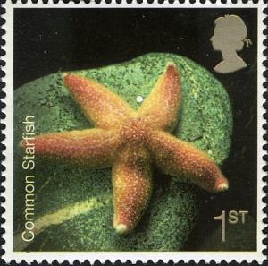 Colnect-450-215-Common-Starfish-Asterias-rubens-.jpg