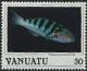 Colnect-1232-169-Sixbar-Wrasse-Thalassoma-hardwicki.jpg