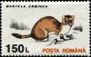 Colnect-4860-327-Stoat-Mustela-erminea.jpg