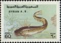 Colnect-2164-650-Wels-Catfish-Silurus-glanis.jpg