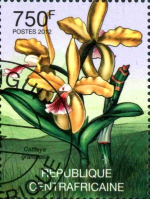 Colnect-3075-284-Cattleya-granulosa.jpg