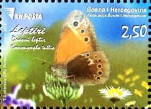 Colnect-3479-842-Large-Heath-Coenonympha-tullia-.jpg