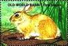 Colnect-3014-647-European-Rabbit-Oryctolagus-cuniculus.jpg
