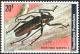 Colnect-2396-416-Longhorn-Beetle-Macrotoma-serripes.jpg